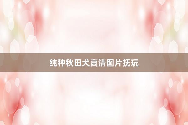 纯种秋田犬高清图片抚玩